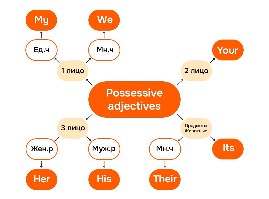 Possessive adjectives схема