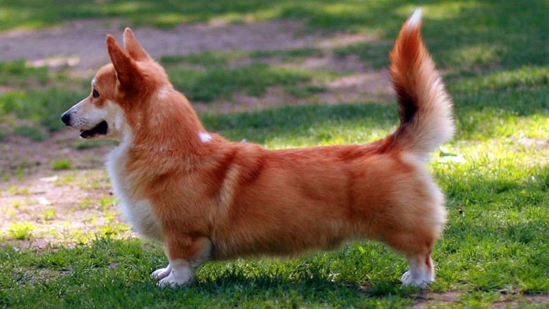 corgi
