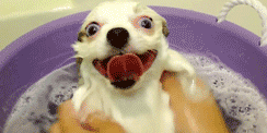 dog-bath